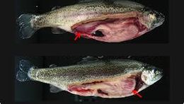 Acantocéfalos intestinales en peces.jpeg