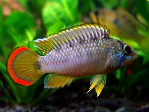 Apistogramma nijsseni3.JPG