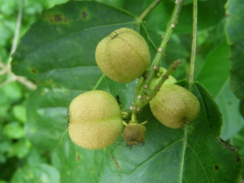 Archivo:Croton brieyi 3.jpg
