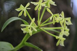 Epidendrum citrosmum.jpg