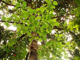 Ficus laevis.jpg