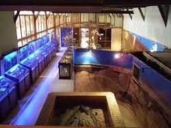 Museo Paleontológico.jpg