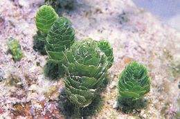 Rhipocephalus phoenix.jpg