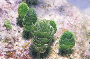 Rhipocephalus phoenix.jpg