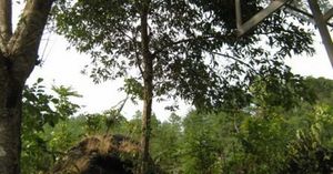 02-castanopsis-tribuloides-vista-general-medium.jpg