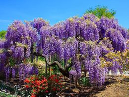 45cf6f48e801cbe44b48013e7b28cc49--wisteria-tree-purple-trees.jpg