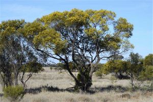 Acacia homalophylla.jpg
