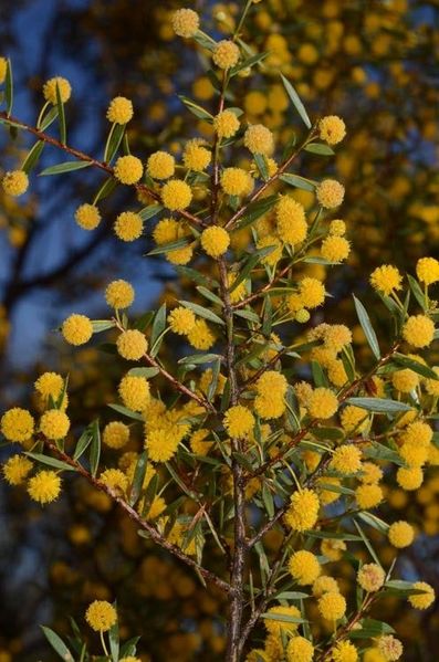 Archivo:Acacia maitlandii 5.jpg