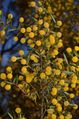 Acacia maitlandii 5.jpg