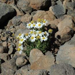 Argyranthemum teneriffae.jpg