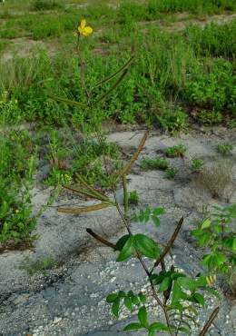 Cassia planta.jpg