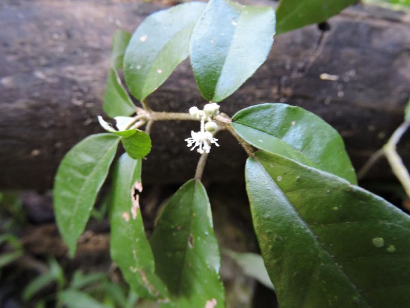 Archivo:Croton cassinoides 1.jpg