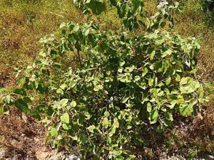 Croton confertus.jpg