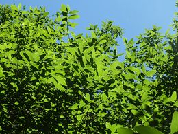 Ficus capreifolia.jpg