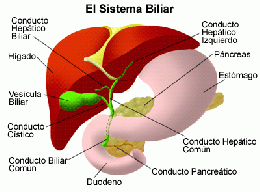 Hepatitis vírica.gif