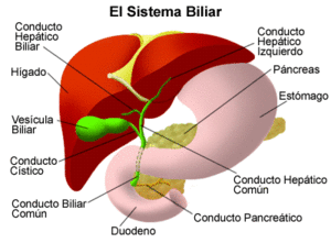 Hepatitis vírica.gif