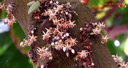 Hymenaea-cangaceira.jpg