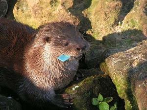 Nutria Americana .jpg
