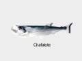 123 Chafalote.jpg