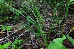 Allium-glandulosum.jpg