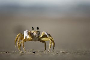 Cangrejo-playa.jpg