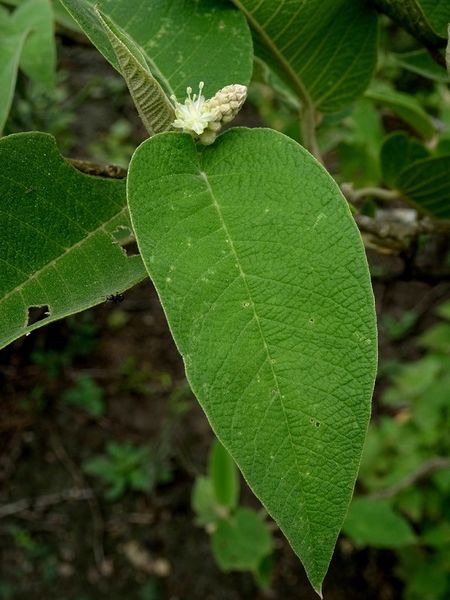 Archivo:Croton axillaris.jpeg