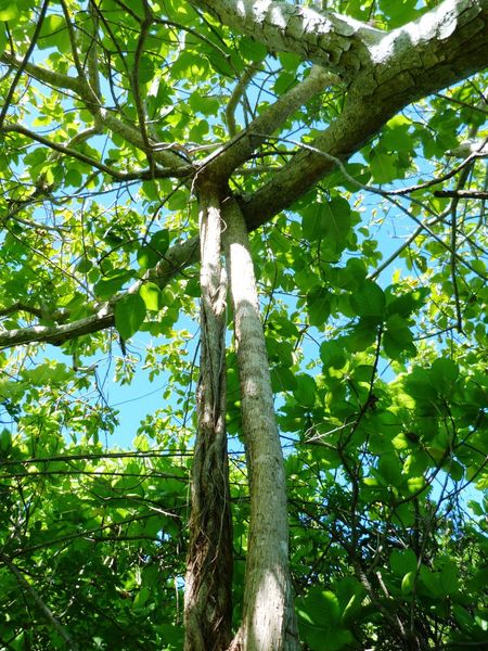 Archivo:Ficus grevei 1.jpg