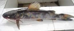 Hemibagrus menoda.jpg