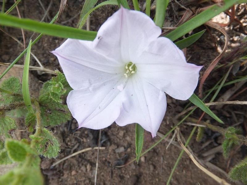 Archivo:Ipomoea simplex 1.jpg