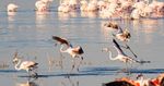 LagoBogoria1.jpg