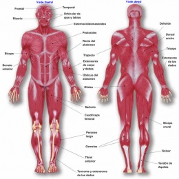 Musculos vision frontal y dorsal.JPG