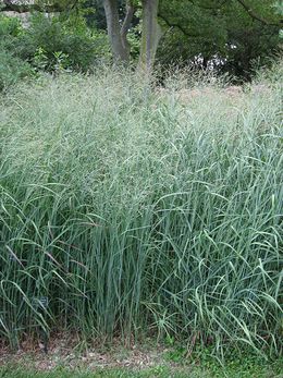 Panicum virgatum.jpg