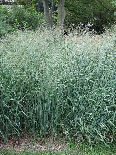 Archivo:Panicum virgatum.jpg