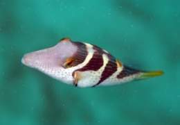Puffer plateado de bandas .jpg