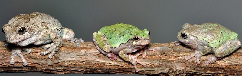 Archivo:RanaArb Gris.05.JPG