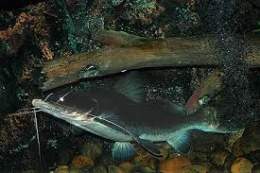 Sperata aor.jpg