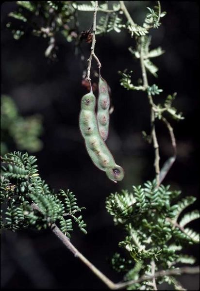 Archivo:Acacia jonesii 4.jpg