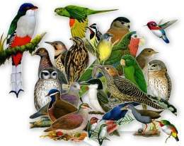 Aves fauna cubana.jpg