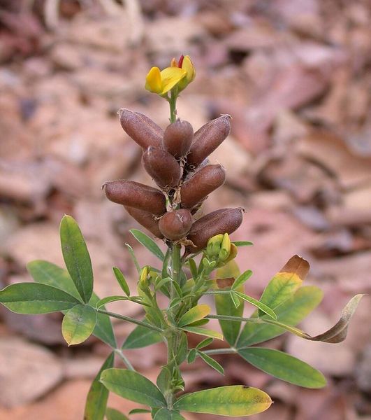 Archivo:Crotalaria goreensis.jpg