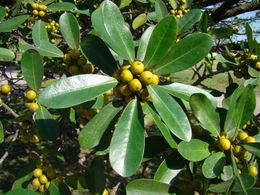 Ficus bataanensis.jpg