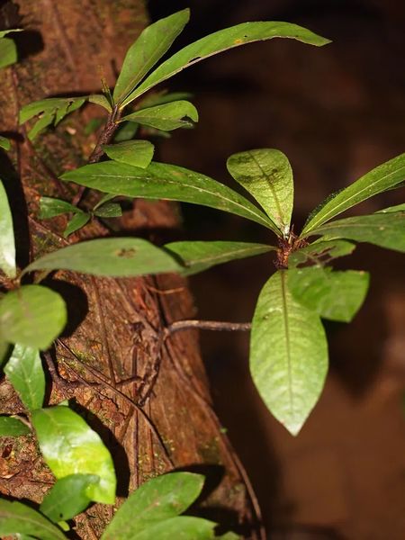 Archivo:Ficus macrostyla.jpg