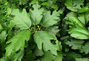 Ficus montana.jpg