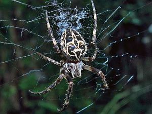 Larinioides cornutus ..jpg