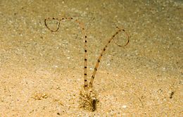 Mesochaetopterus rogeri.jpg