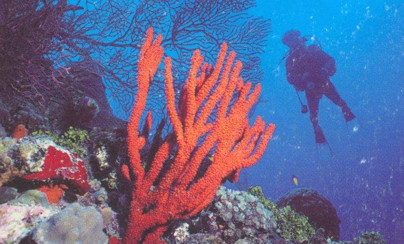 Archivo:Ptilocaulis sp..jpg