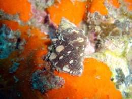 Thais haemastoma.jpg