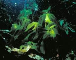 Alga Laminaria.jpg
