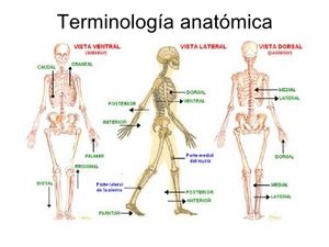 Anatomia-general.jpg