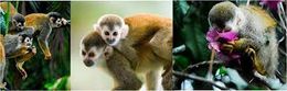 CBRNFauna.jpg