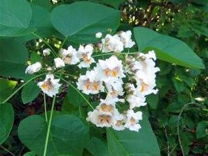 Catalpa.jpg